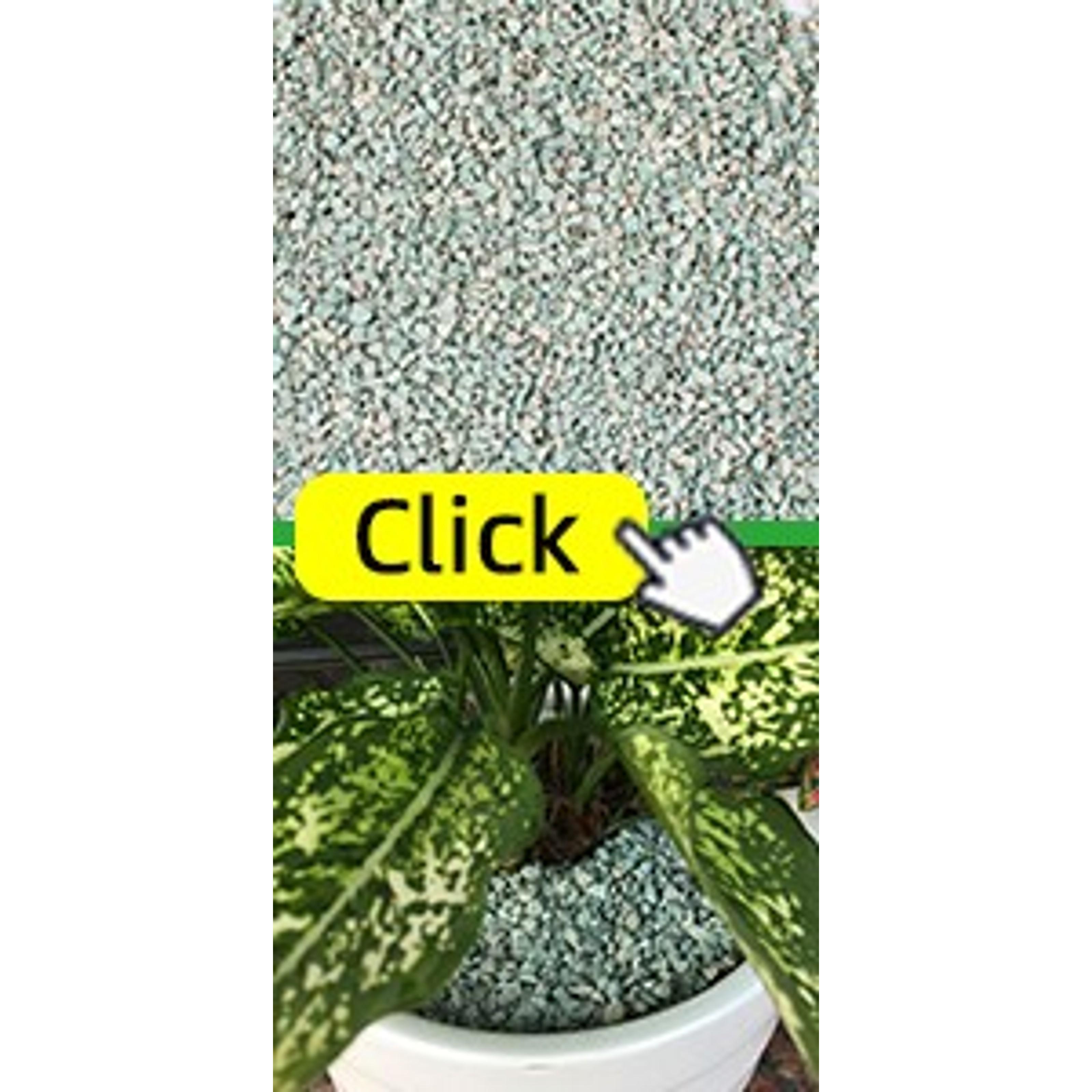 6-Pack Premium Organic Coco Coir Bricks - 100% Natural Coconut Husk Fiber, Planting & Gardening Potting Soil Substrate, Outdoor Garden Decor, Brick Pack