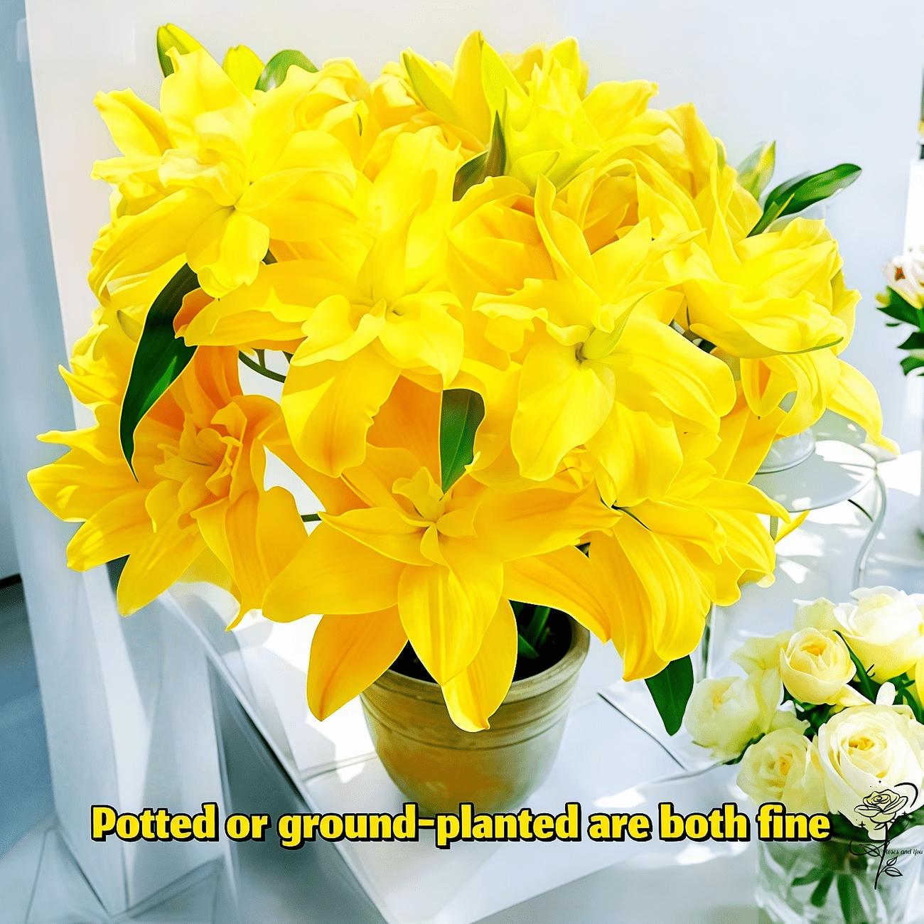 Yellow Asiatic Lilies | Strong bulbs in zones 3 to 9 that grow vigorously. Heat-resistant and easy to care for, they bring vibrant colors and repetitive flowers to containers or landscapes with minimal effort.