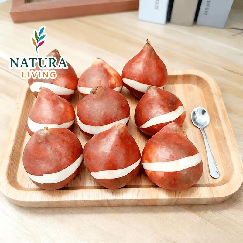 Premium Tulip Stems, Mixed Colors - Hydroponic and Soil Cultivation Compatible - Easy to Grow Perennial Flowers for Indoor Potting, Balcony and Outdoor Garden Decoration - Spring Gifts