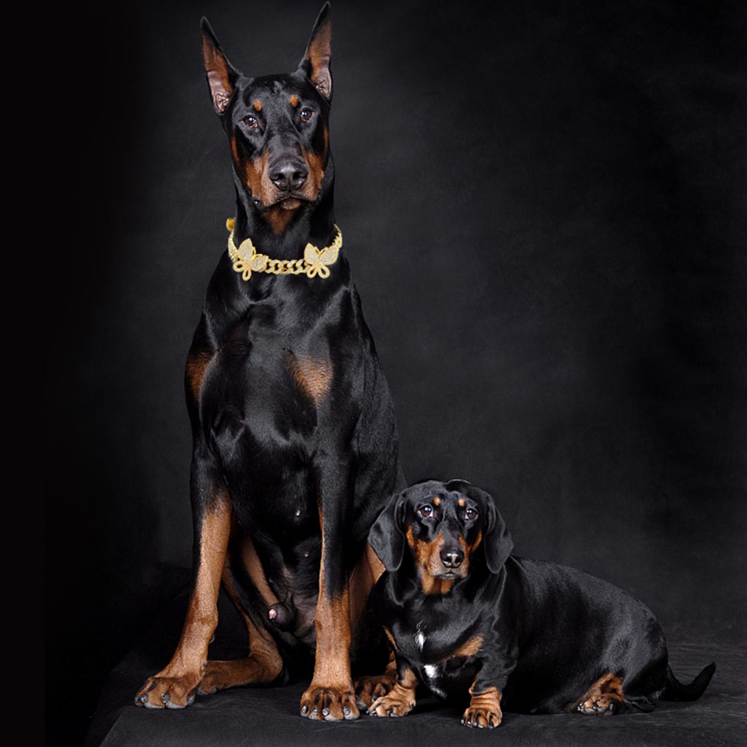 Gold Dog Collar with Bling CZ Diamond Butterfly 13mm Cuban Link Dog Cat Collar Design Dog Chain Collars Necklace for Small Medium Large Dogs Gold Dog Collar with Bling CZ Diamond Butterfly 13mm Cuban Link Dog Cat Collar Design Dog Chain Collars Necklace for Small Medium Large Dogs