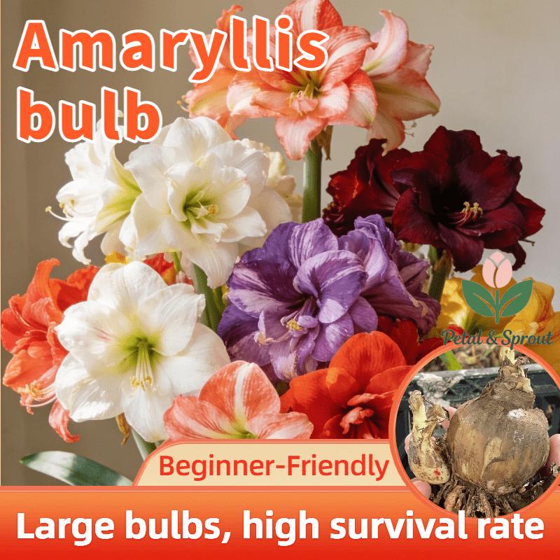 Hyacinth bulbs | Easy to grow, suitable for both indoor and outdoor, large bulbs, large flowers