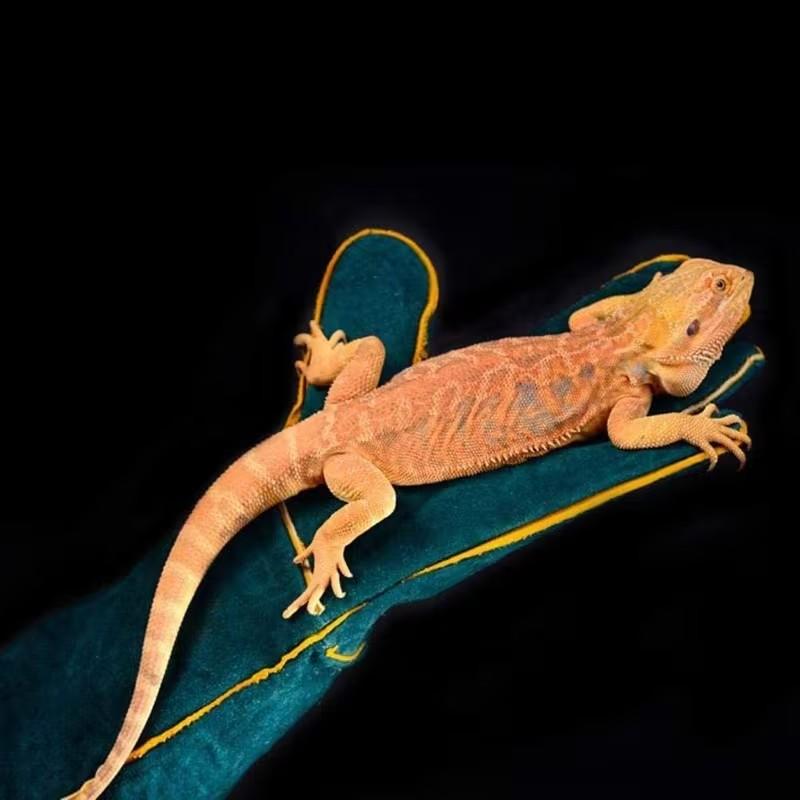 Multi-Use Animal Handling Gloves, Enhanced Material, Outdoor Pet Training Supplies, Secure Reptile Care, Easy Home Use, Beginner Friendly, Professional Gear