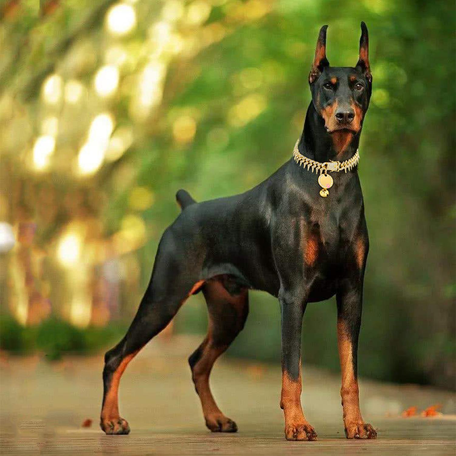 Rivet Cuban Link Dog Collar 13mm Gold Chain Dog Cat Collar with Design Secure Buckle Bling CZ Diamond Chain Dog Collars for Small Medium Large Dogs with Name Plate and Bell