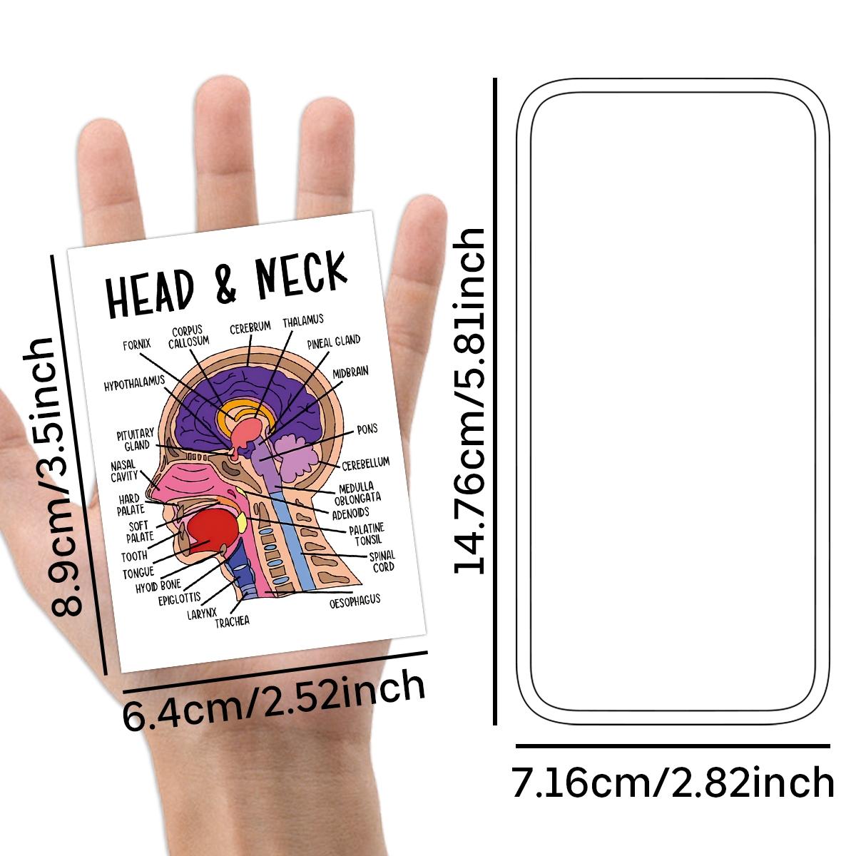 30Pcs Anatomy Flash Cards, Nursing Flashcards for Human Body Systems ...