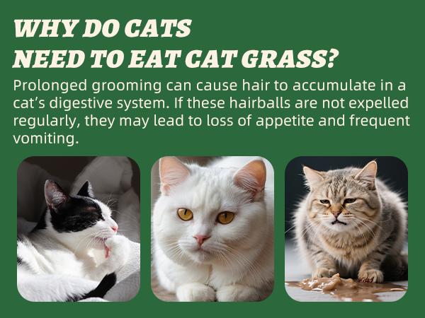 Wellix Dog&Cat Food Topper - Cat Grass Treats for Haiball Treament - Chicken Flavor Freeze Dried Cat Treats - Low Calorie Training Treats for Dogs&Cat 7.5oz,#backtoschool