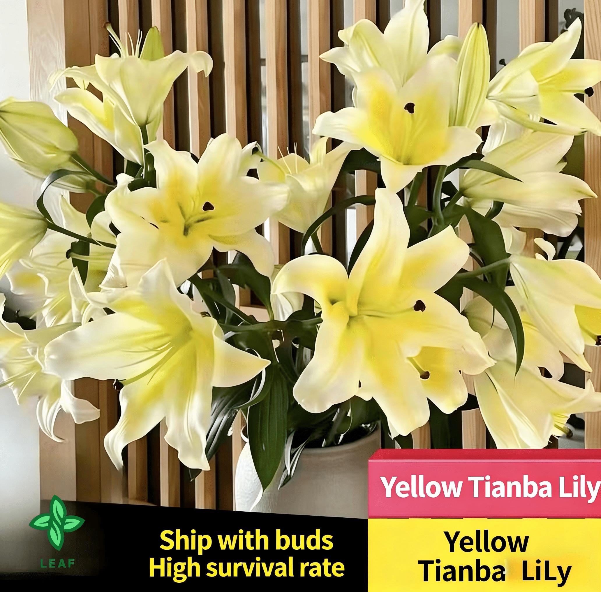 Yellow lily seeds are multicolored and have beautiful blooms and a strong smell. They have perennial bulbs that can bloom for many years after cultivation. Low maintenance costs make them suitable for garden decoration.