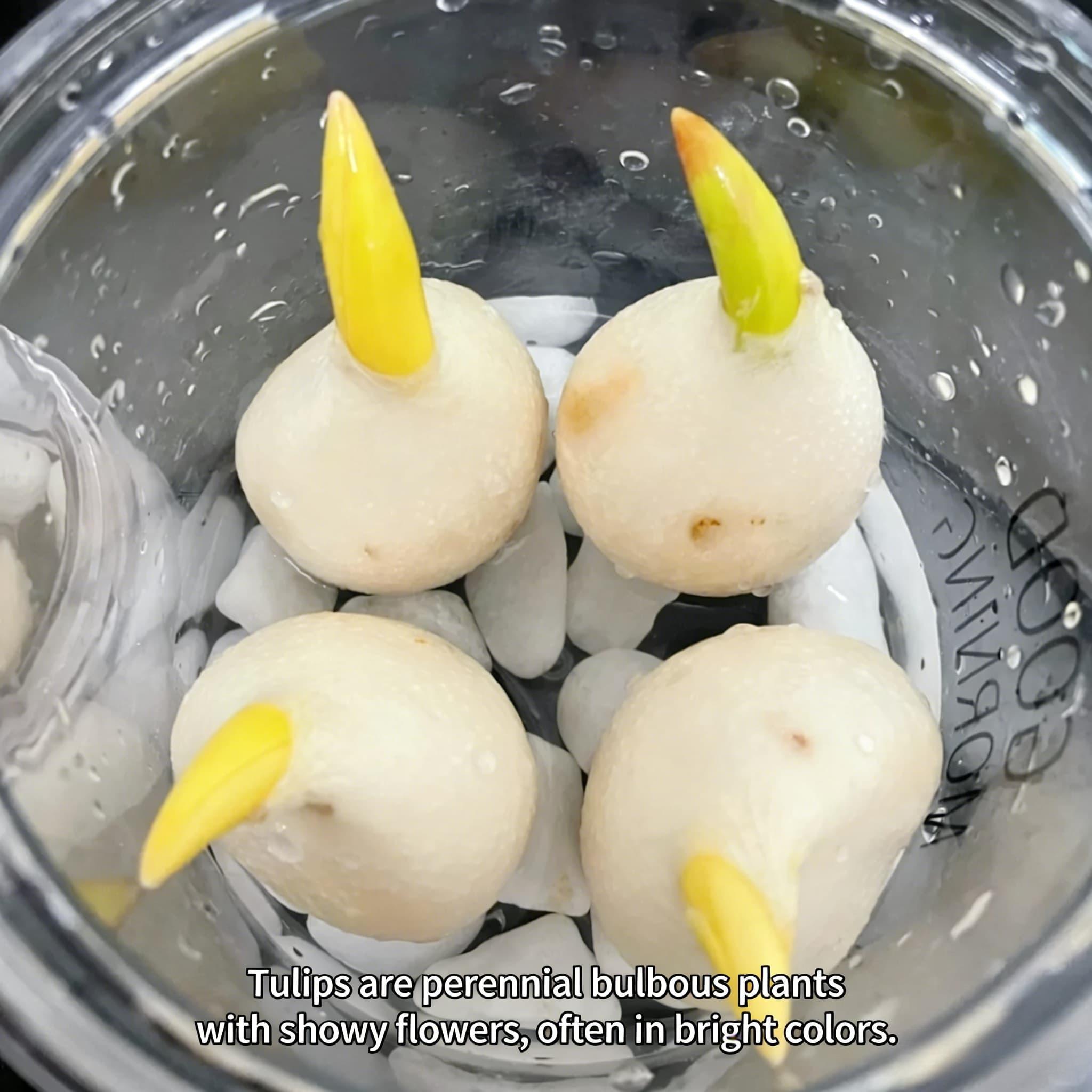 Tulip bulb single plant | Can be used for hydroponics and soil cultivation | Beautiful flowers bloom | Suitable for pot and vase decoration