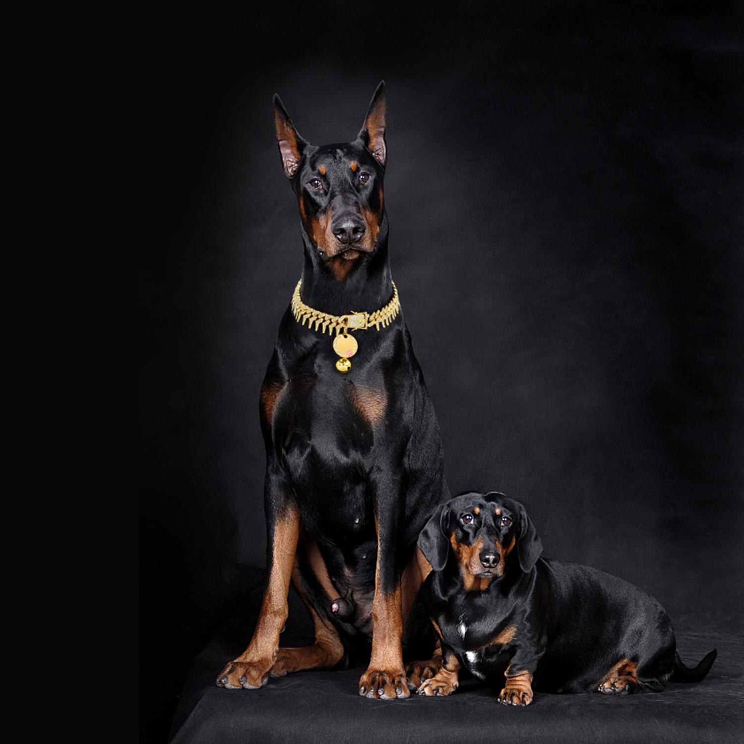 Rivet Cuban Link Dog Collar 13mm Gold Chain Dog Cat Collar with Design Secure Buckle Bling CZ Diamond Chain Dog Collars for Small Medium Large Dogs with Name Plate and Bell