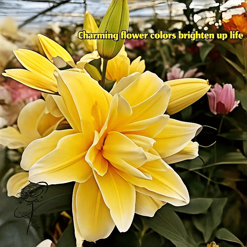 Yellow Asiatic Lilies | Strong bulbs in zones 3 to 9 that grow vigorously. Heat-resistant and easy to care for, they bring vibrant colors and repetitive flowers to containers or landscapes with minimal effort.
