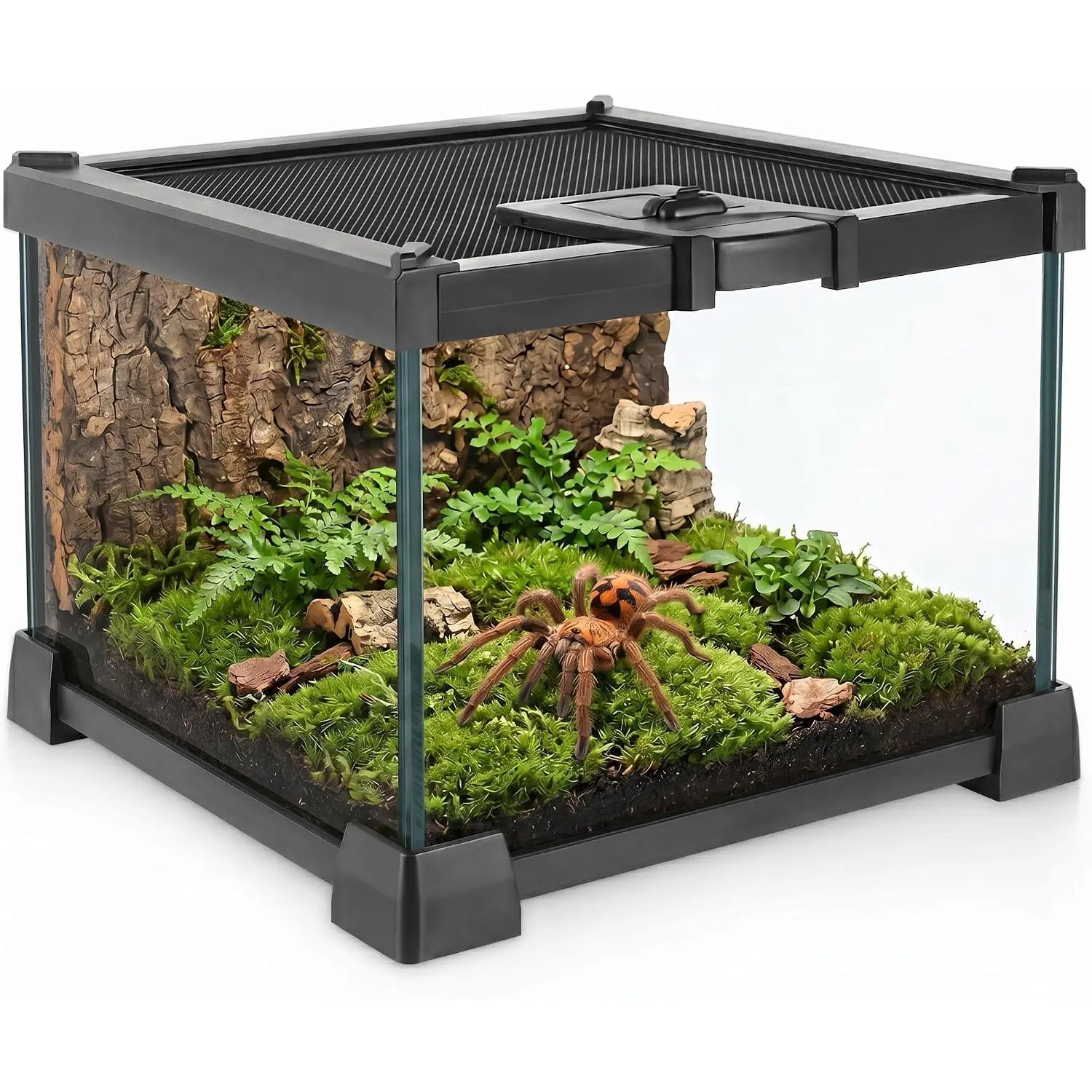 Mini reptile glass terrarium 8'' x 8'' x 6'', full-view viewing tank, suitable for small arachnids such as pumpkin spider, equipped with feeding trough and enclosure lock