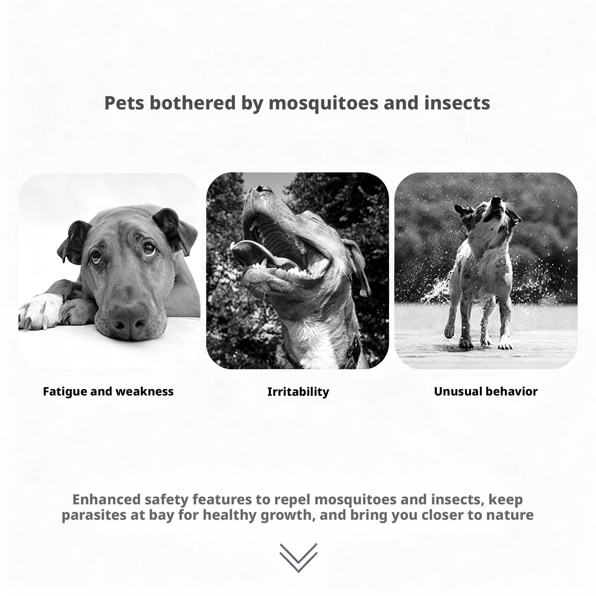 Pet Flea & Tick Collar, Mosquito Repellent for Cats & Dogs, Essential Oil Infused, Natural Pest Control, Comfortable Wear