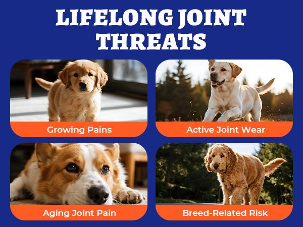 Wellix 260-Count Dog Hip and Joint Chews, Joint Supplement with Glucosamine Chondroitin MSM, Hip & Joint Pain Relief for All Breeds
