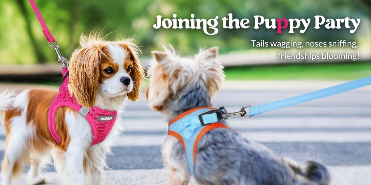 Durable Reflective Harness & Leash Combo for Small Dogs & Puppies, All-Weather Breathable Mesh Vest, Soft Lightweight Step-In Design, Battery-Free, Hand Wash Only, Reflects at Night, Collars & Harnesses & Leads, Leash Included