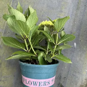 High-quality hydrangea old saplings, growing vigorously with big flower heads