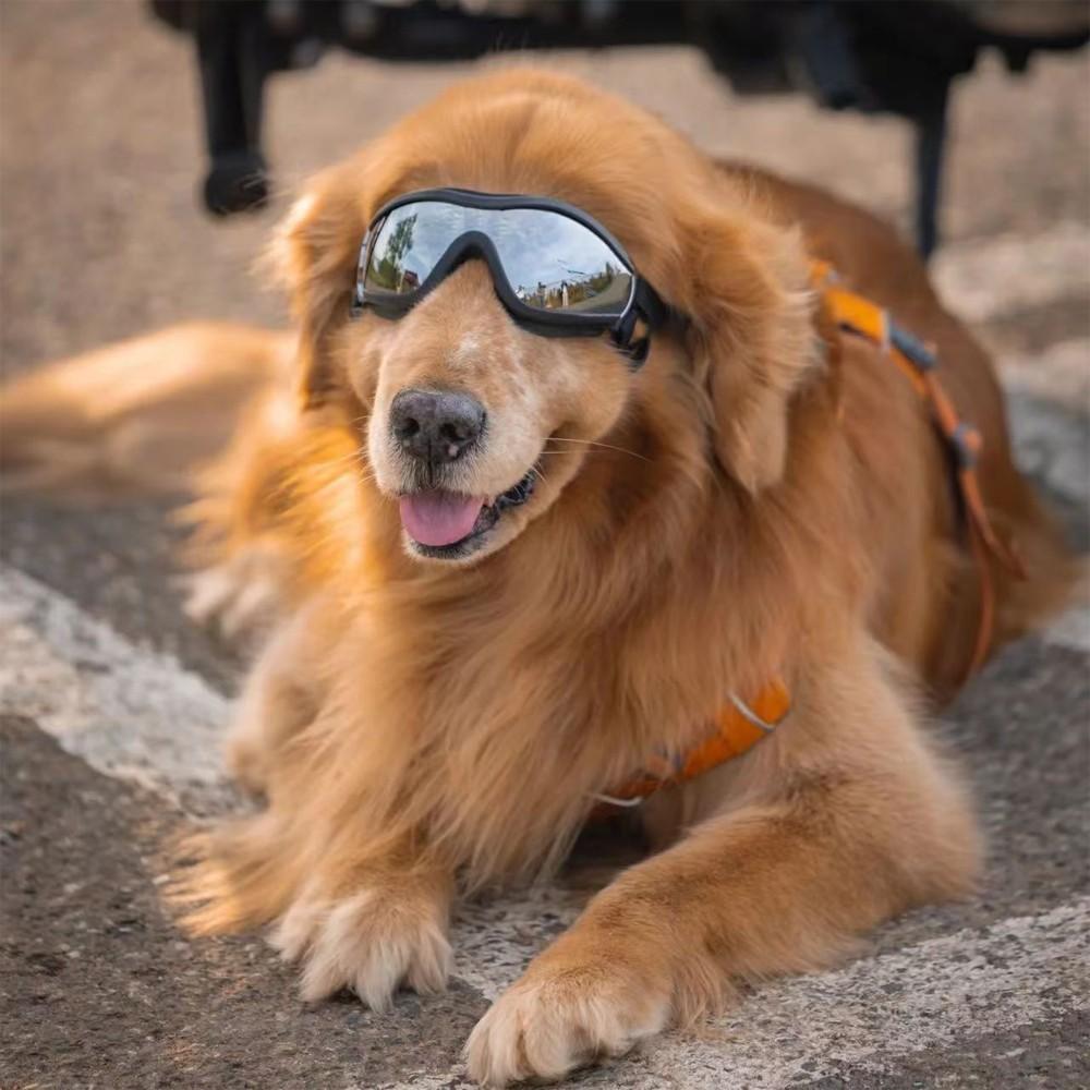 Dog Goggles, Stylish Pet Sunglasses, Large Dog Eyewear, Windproof, Unique Pet Accessory, Perfect for Photos, Cute Outdoor Gear, Dual Straps