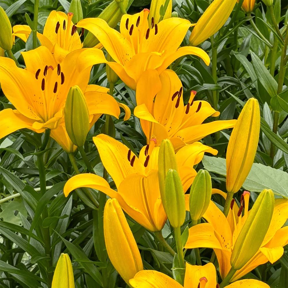 Flower Yellow Eye Lotus Bulbs - Red root, true flowering bulbs, suitable for spring planting, for home garden or outdoor flower bed decoration.