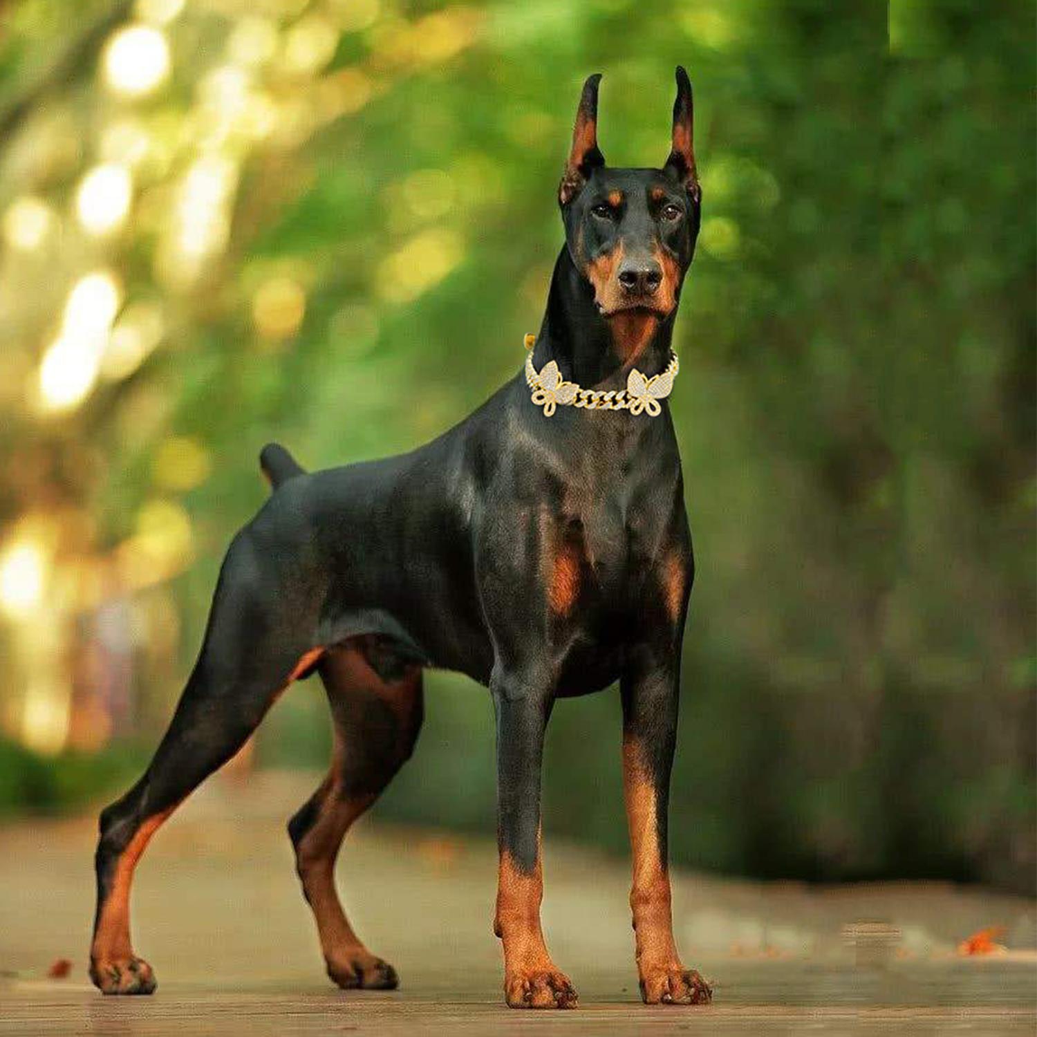 Gold Dog Collar with Bling CZ Diamond Butterfly 13mm Cuban Link Dog Cat Collar Design Dog Chain Collars Necklace for Small Medium Large Dogs