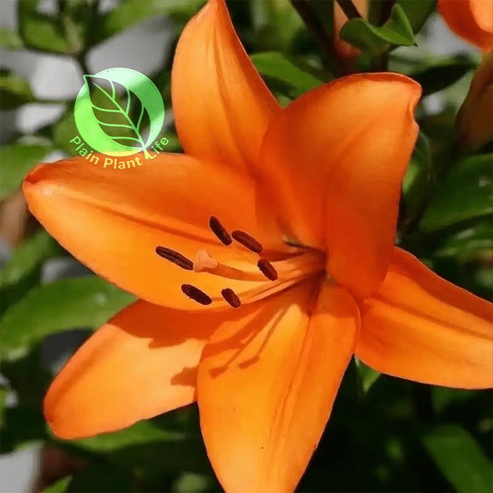 Orange Asian Lily bulb, easy to plant and cold-resistant, suitable for indoor and outdoor cultivation, long flowering period and bright color, balcony garden landscaping products, novice-friendly bulbs, holiday gifts