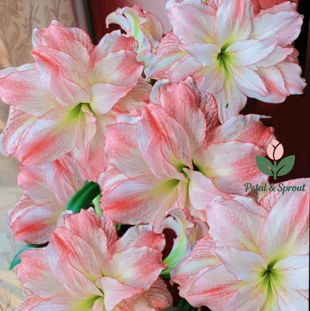 Hyacinth bulbs | Easy to grow, suitable for both indoor and outdoor, large bulbs, large flowers