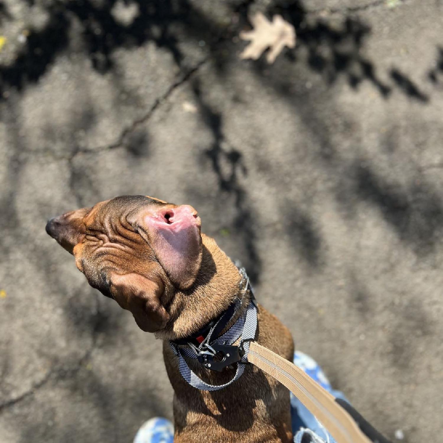 Frog Clip Dog Leash Clasp 360 Degree Swivel Clip Heavy Duty Quick Release and Locking Dog Leash Buckle for Linking Pet Collar, Add conversion buckle