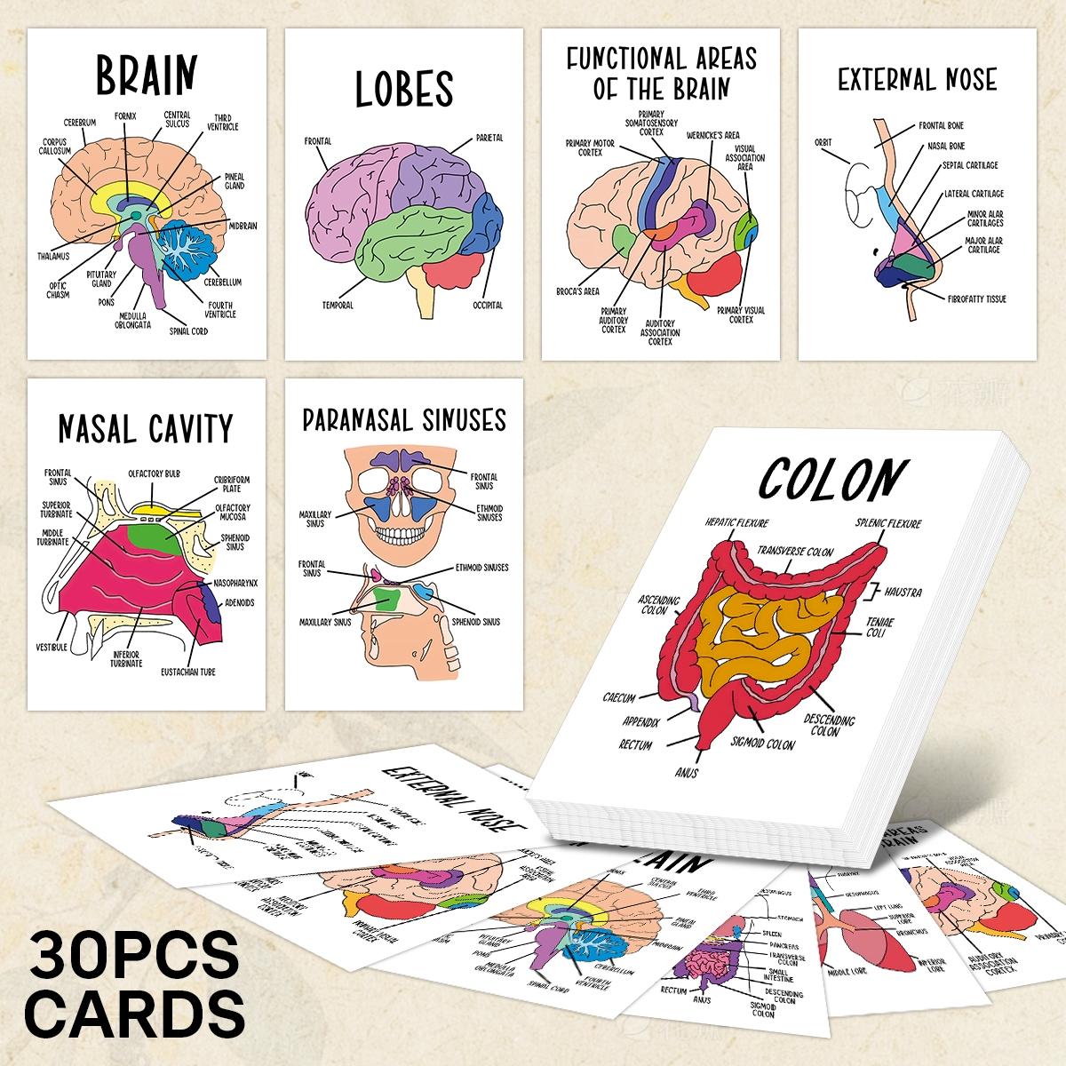 30Pcs Anatomy Flash Cards, Nursing Flashcards for Human Body Systems ...