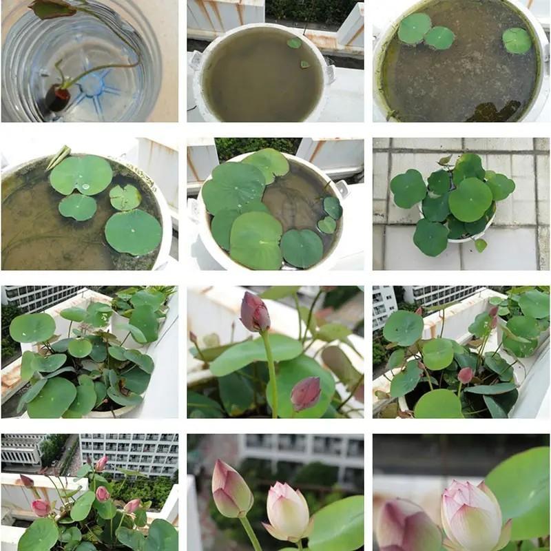 Lotus Seeds Mixed Colors, Water Lily Flower Plant Seeds - Great Oramental Courtyard Viable Aquatic Water Features Seeds - Bonsai Home Garden Pond Decor