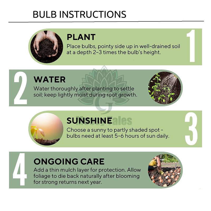 Easily grow tulip bulbs - no gardening experience required, perfect for DIY bouquets and home decor. Extremely cold resistant, perfect for landscaping balconies and patios.