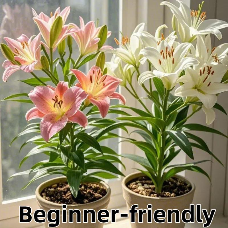 Pink hibiscus double lily, fresh and pure sweet, elegant and not greasy, potted with buds, blooming 365 days a year, can be planted indoors and outdoors, cold-resistant flowers, can grow for a long time.