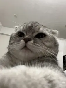 background preload poster image 