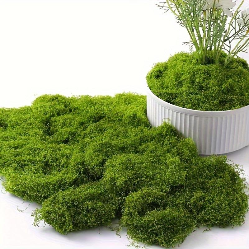 Preserved Sheet Moss, Natural Green Decorative Moss for Plant Walls, Terrariums, Home Decor & Crafts, Long-Lasting No-Water Artificial Moss