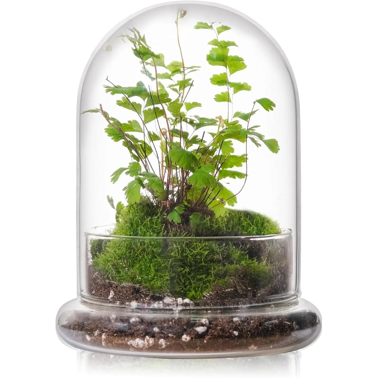 6 inches Glass Cloche for Indoor Plants Small Terrarium Glass Cloche with Base Mini Cloche Dome with Base for Display Home Decor