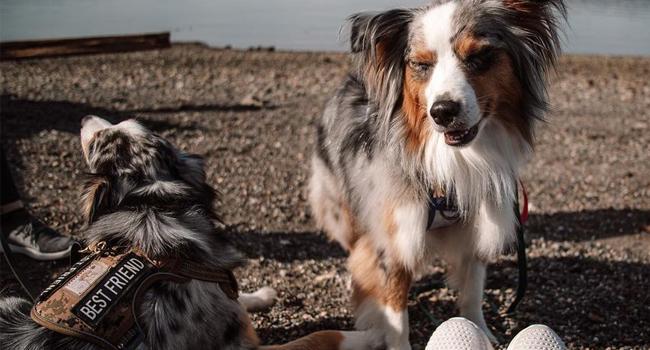 AUROTH Tactical Dog Harness – Universal Harness, Walking Harness & Safety Harnesses for Small to Large Dogs, Durable Reflective, Easy to Control, No Pull Adjustable Pet Harness, Pet Supplies