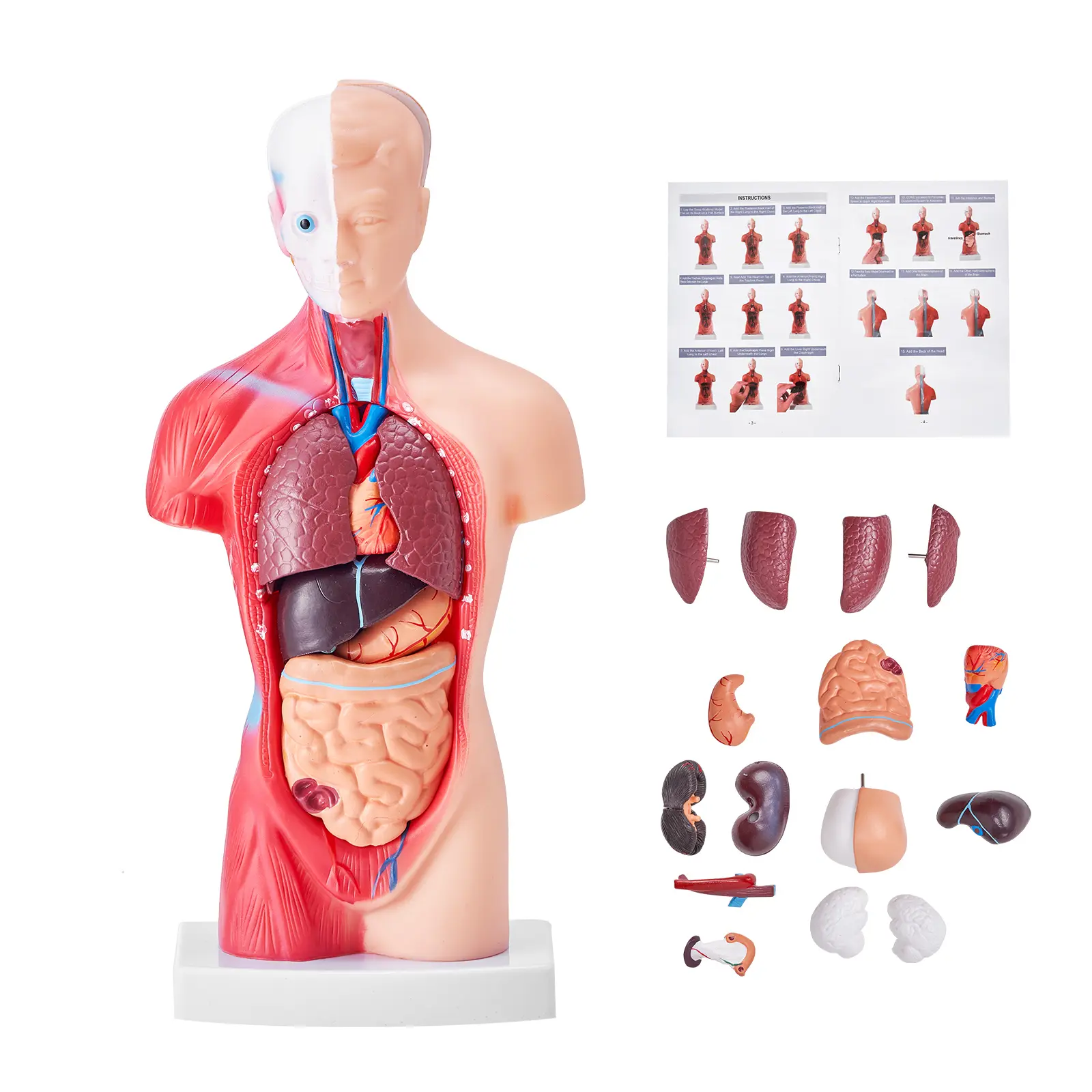Human Body Model, 15 Parts 11 inch, Human Torso Anatomy Model Anatomical Skeleton Model with Removable Organs, Educational Teaching Tool for Students Science Learning School Education Display