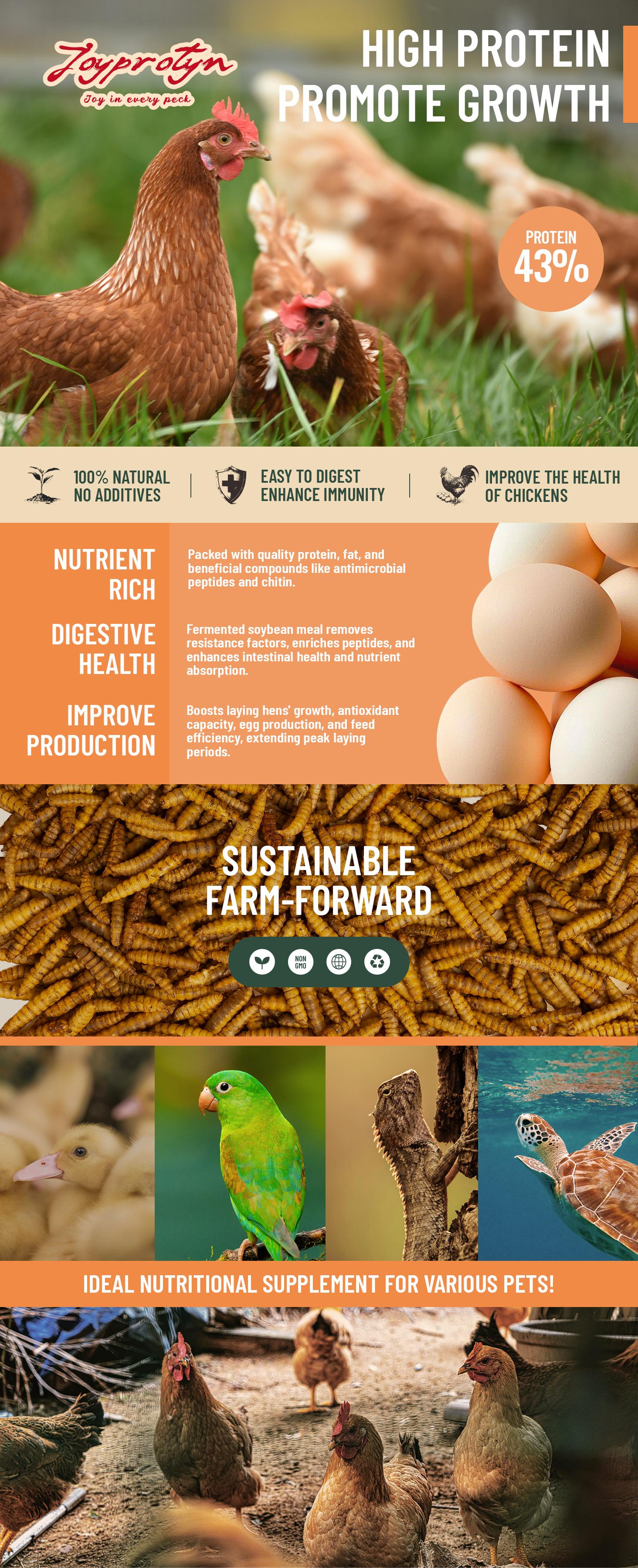 Joyprotyn Black Soldier Fly Larvae Non-GMO 43% Protein 6% Calcium Dry Food for Chickens High Calcium for Strong Eggshells & Healthy Growth 85X More Than Mealworms Eco-Friendly Natural Whole Food