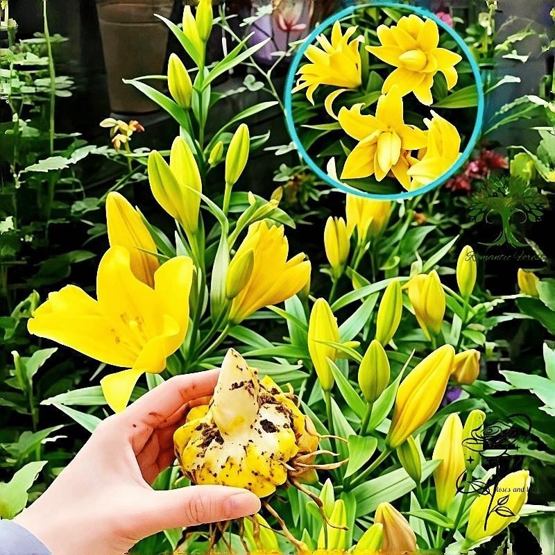 Yellow Asiatic Lilies | Strong bulbs in zones 3 to 9 that grow vigorously. Heat-resistant and easy to care for, they bring vibrant colors and repetitive flowers to containers or landscapes with minimal effort.