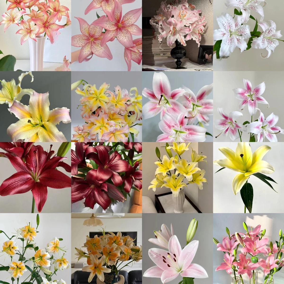 Pink hibiscus double lily, fresh and pure sweet, elegant and not greasy, potted with buds, blooming 365 days a year, can be planted indoors and outdoors, cold-resistant flowers, can grow for a long time.