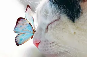 background preload poster image 