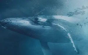 background preload poster image 