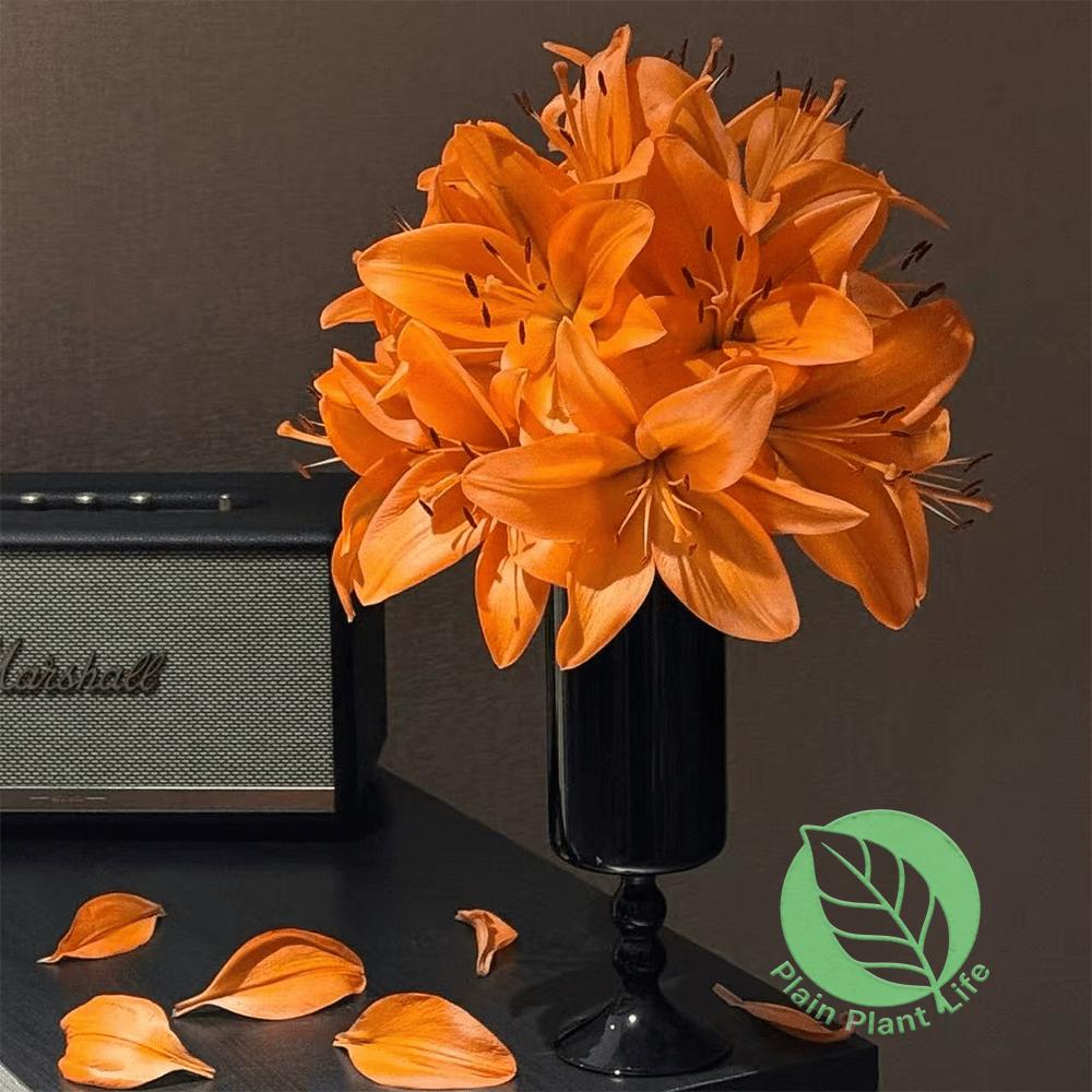 Orange Asian Lily bulb, easy to plant and cold-resistant, suitable for indoor and outdoor cultivation, long flowering period and bright color, balcony garden landscaping products, novice-friendly bulbs, holiday gifts