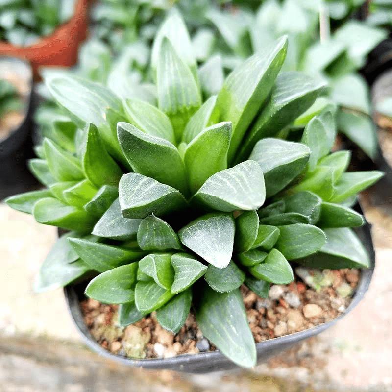 Delicate Howarth Leaf Cactus, South African Potted Live Plants, Unique Window Leaves, Ideal Gift for Novices and Collectors