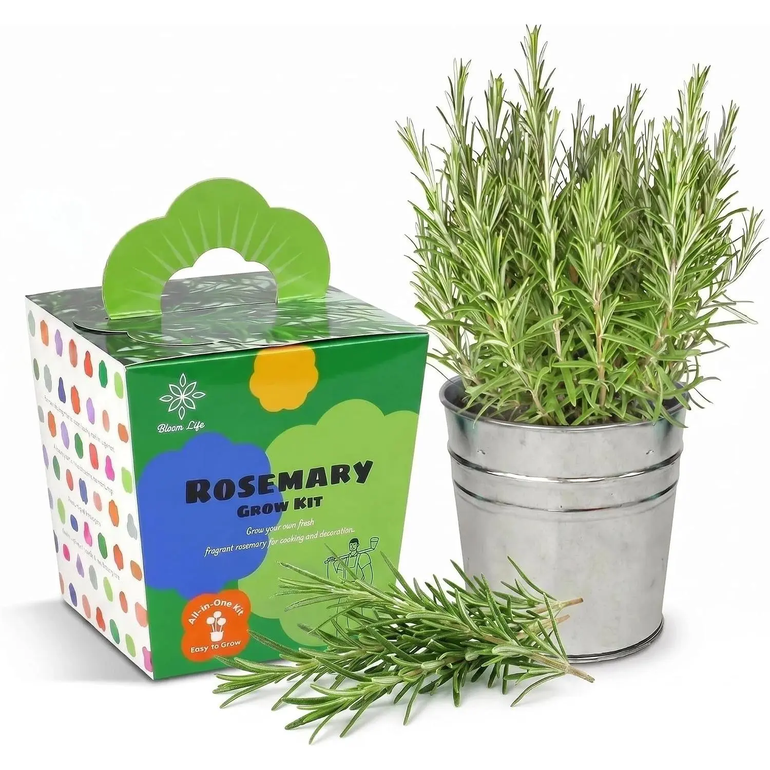 Rosemary Grow Kit, -in- Indoor  Garden Kit with Planter, DIY Planting Kit for Cooking & Kitchen, Grow Your Own  Rosemary, Easy Gardening  for Beginners