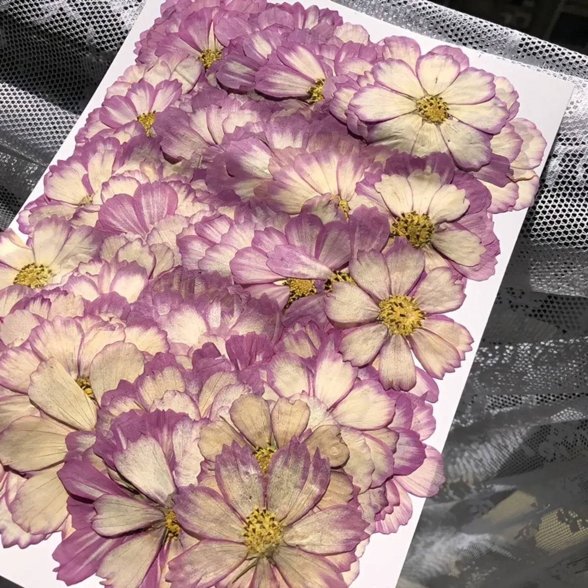 36pcs Natural Dried Gesang Flowers - DIY Craft Preserved Plant Material, Pressed Floral Supplies for Wreaths, Bouquets, Scrapbooking, Home Decoration with Natural Beauty, No Battery Needed Gift Option