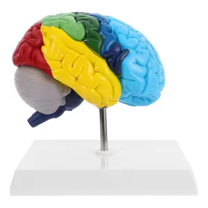 Human Brain Anatomical Model 1:1 Scale Right Hemisphere Brain Model for Medical Students Boys and Girls