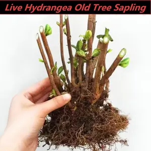 High-quality hydrangea old saplings, growing vigorously with big flower heads