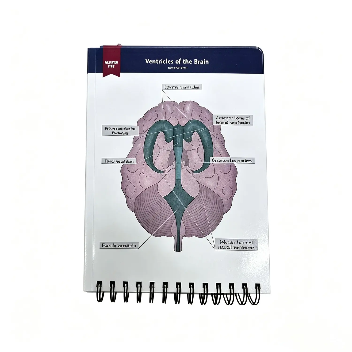 Anatomical Structure Labeling Exercise Book over 100 Full-Color Dry Erase Pages, Learning Human Anatomy Terms and Illustrations, Teaching Supplies