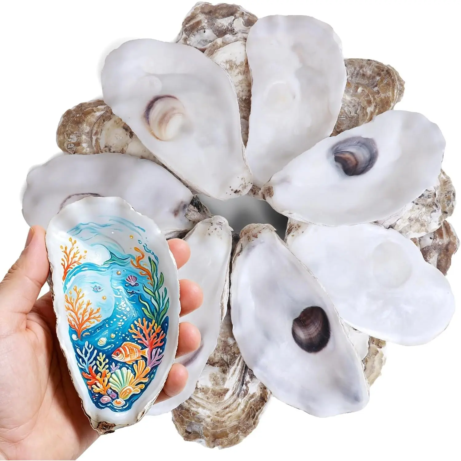 20 count Flat Oyster Shells 4-5 Inch, Large  Oyster Shells for Crafts, Vase Filler, Wedding Decor, DIY Christmas Ornaments, Decoupage, Painting, Sea Shells Bulk