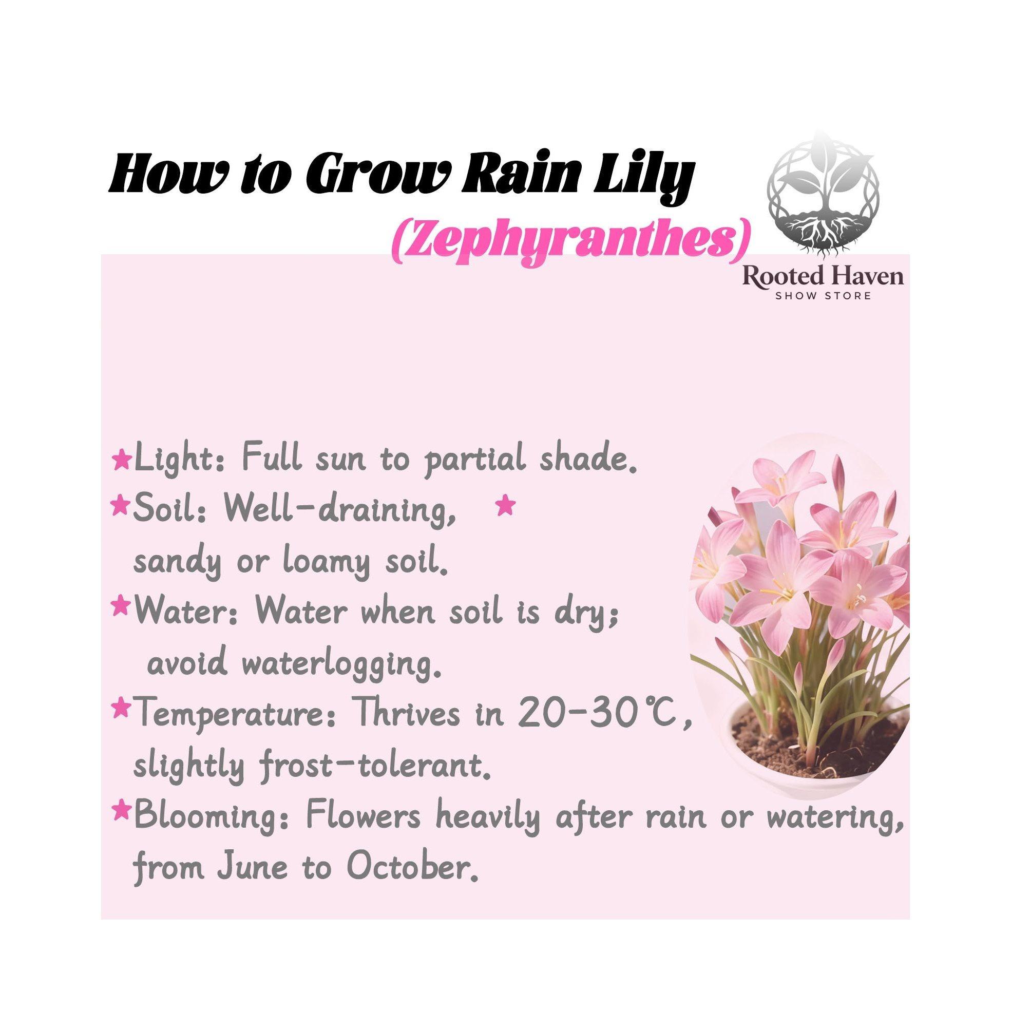 Rain lily bulbs have high germination rate, strong vitality, easy maintenance, and can be easily planted by beginners