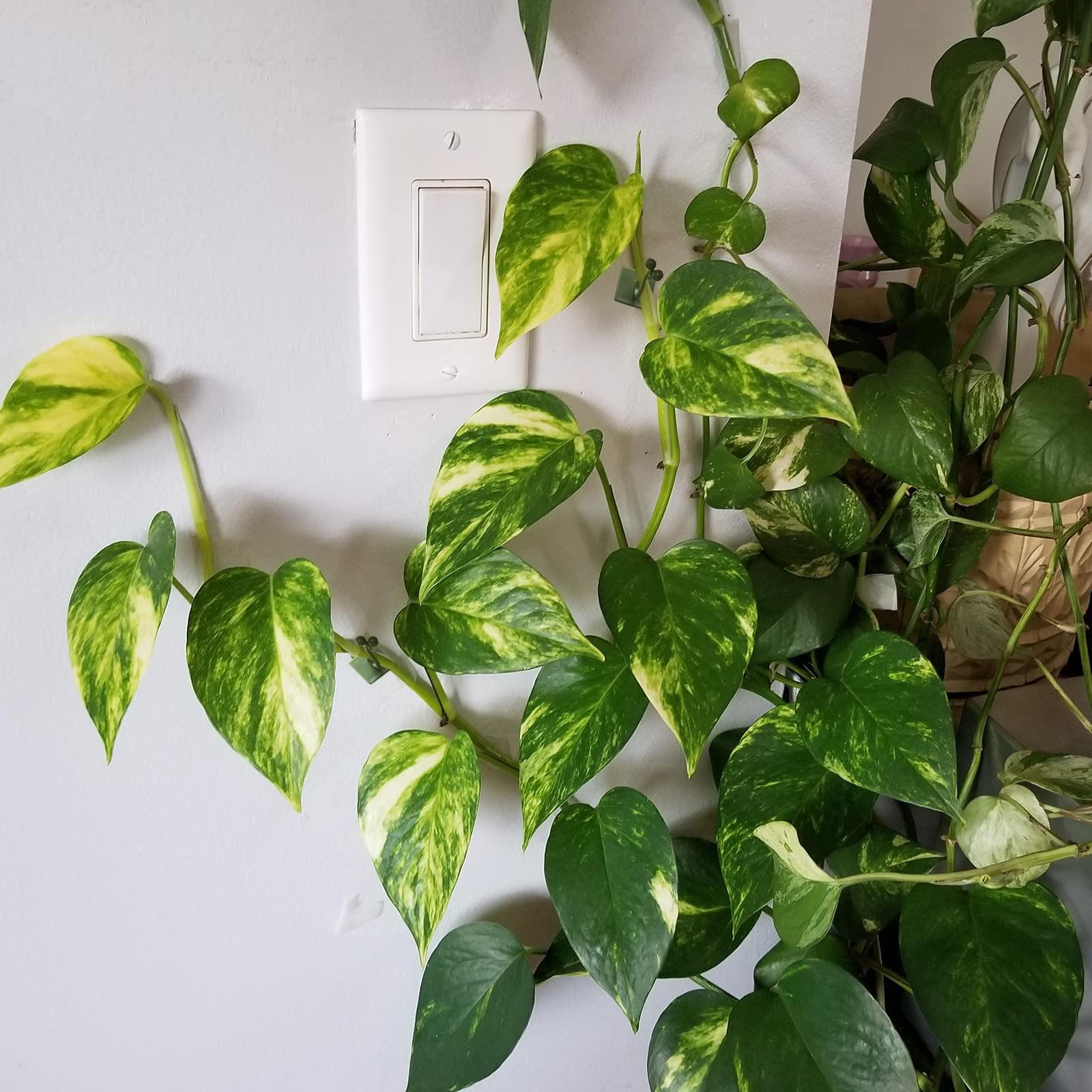 植物攀爬墙自粘固定扣钩，10个装，植物攀爬墙固定夹，植物固定藤蔓捆绑夹，适用于花园