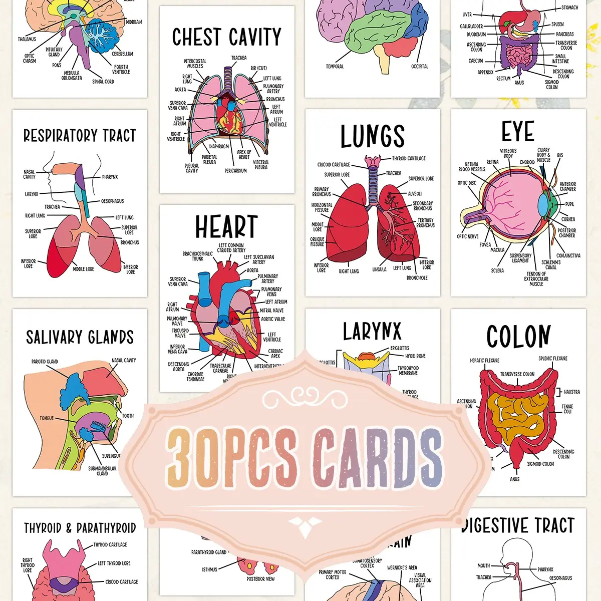 30 Pcs Human Body Organs Cards Set, Educational Learning Cards, Detailed Brain Liver Kidney Lung Heart Bone Charts, Science Classroom Decor, Learning Materials