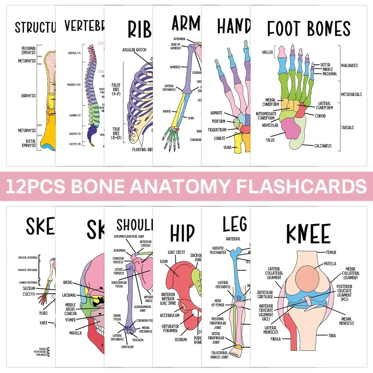 12 Human Skeletal Anatomy Flashcards, Bone Labeling Diagrams, Interactive Learning Cards for Medical Care Professionals